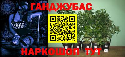 амф Кингисепп
